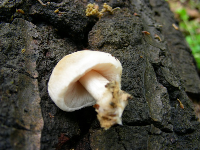 645 Aprile vecchio ritrovamento